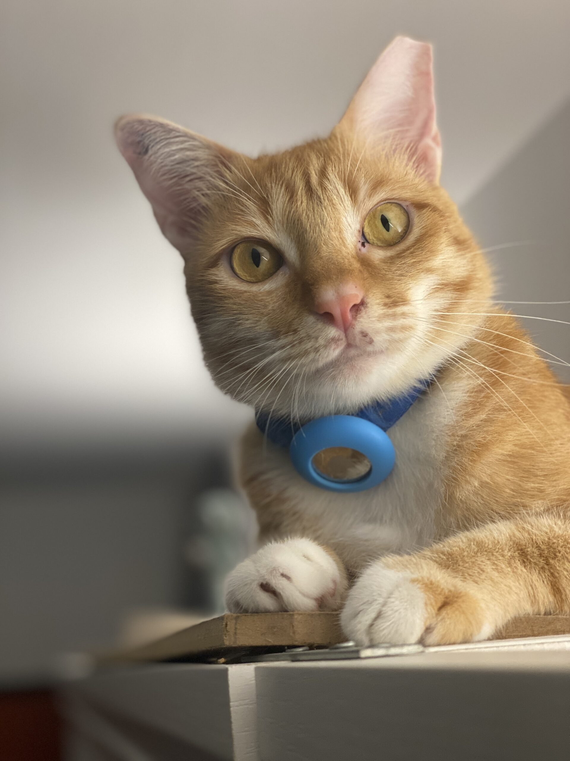 This is the Handsome Honorable Hobbes
